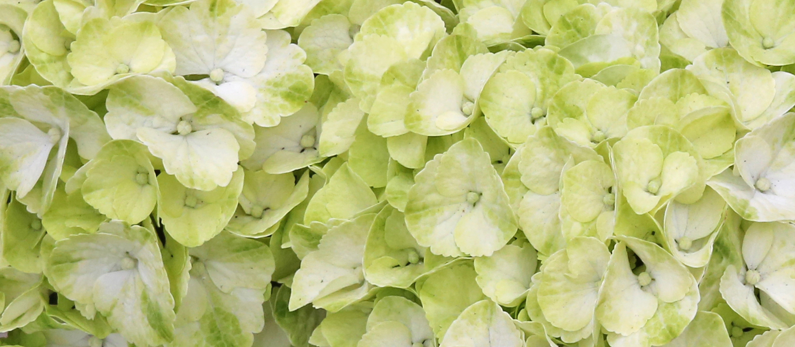 1-GEWAS-1-Hortensia-Caipirinha1600x700