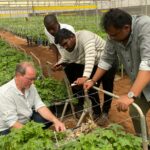 CULTIVATING TOP-LEVEL DEWI-DELPHINIUMS UNDER KENYAN CONDITIONS