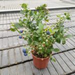 SEARCHING FOR TASTY BLUEBERRY VARIETIES WITH ORNAMENTAL VALLUE