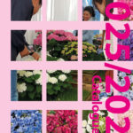 NOW AVAILABLE: HBA CATALOGUE 2025/2026 POT AND GARDEN HYDRANGEAS