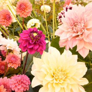 DAHLIA