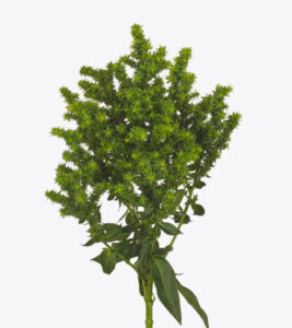 Phlox bloemloos-GEWAS 800x800