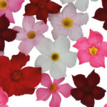 NIEUWE BROCHURE MANDEVILLA SUMMERSTAR COLLECTION