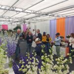 HIGHLIGHTS FLOWER TRIALS 2025 EN HYDRANGEA NIGHT