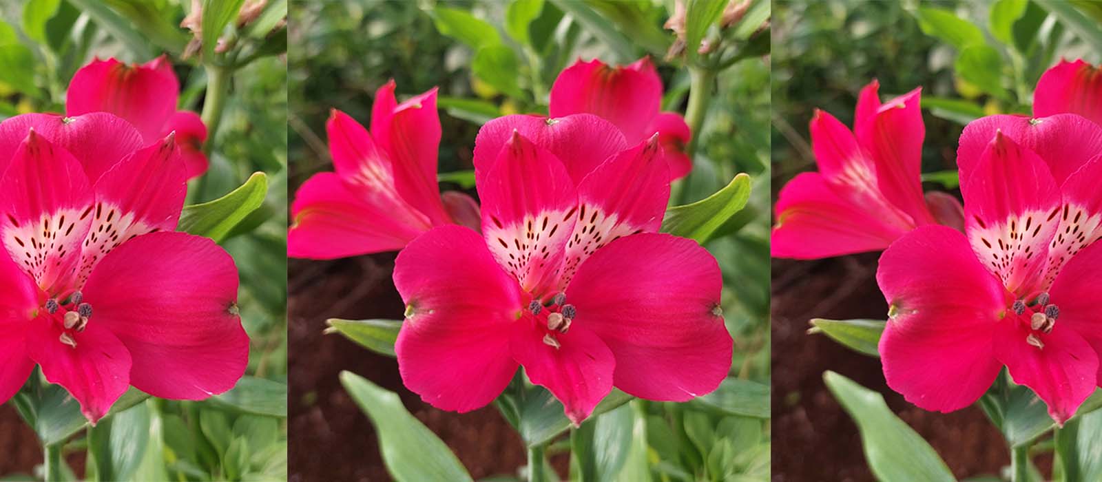 Snijalstroemeria gewas slider 1600 x 700