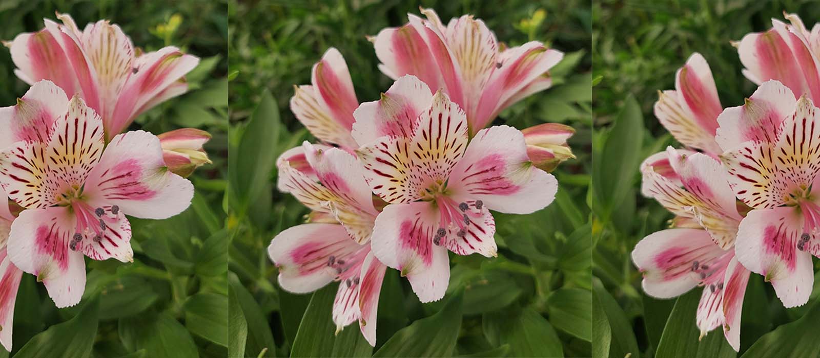 snijalstroemeria gewas slider 2 1600 x 700