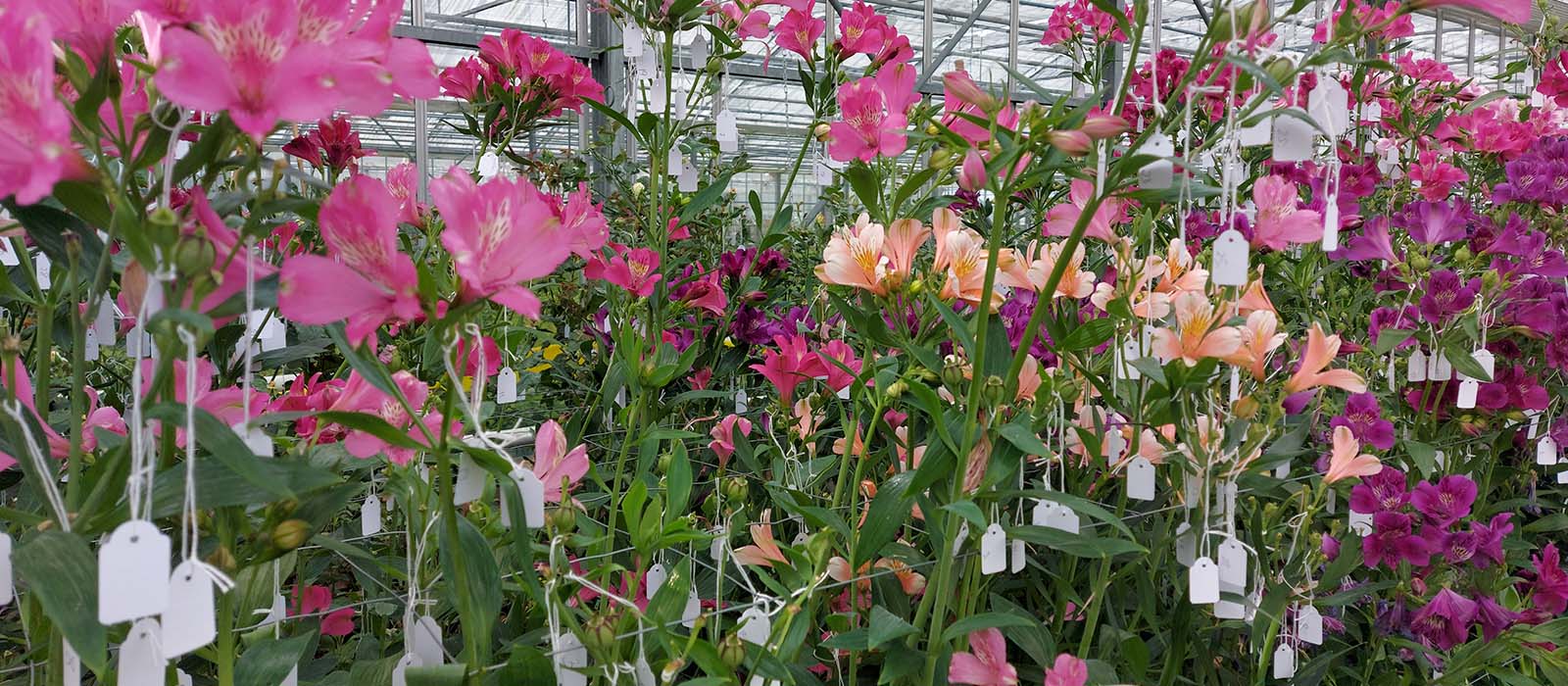 snijalstroemeria gewas slider 3 1600 x 700