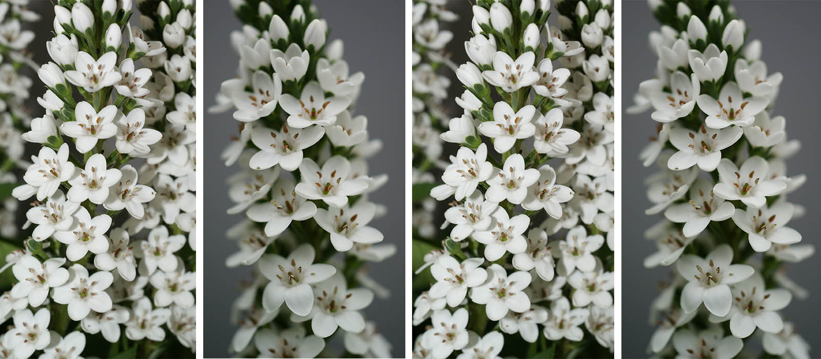 Lysimachia Elisabeth GEWAS slider 2
