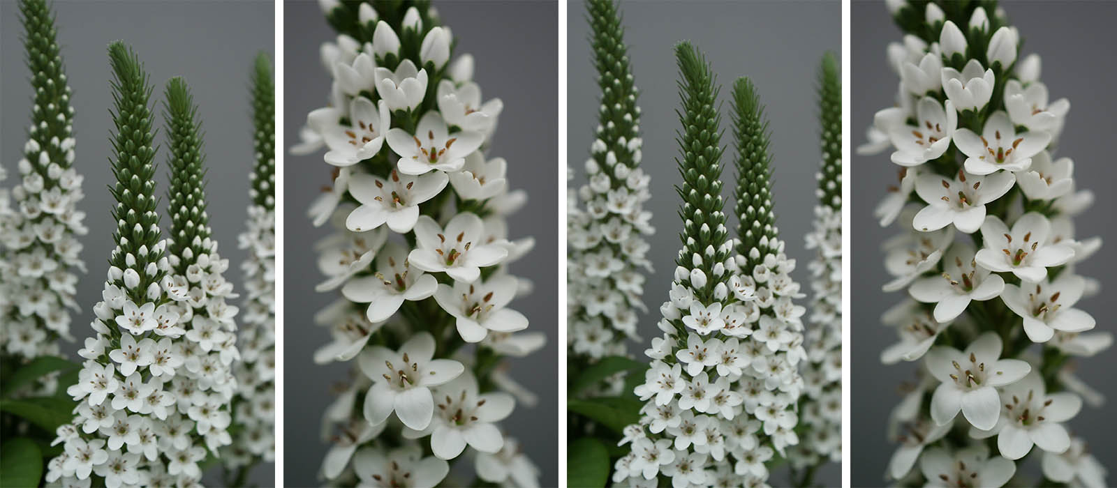 Lysimachia Elisabeth GEWAS slider